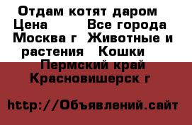 Отдам котят даром › Цена ­ 10 - Все города, Москва г. Животные и растения » Кошки   . Пермский край,Красновишерск г.